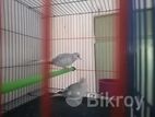 খাচা সহ পাখি বিক্রি হবে,, ডায়মন্ড ডাব