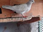 খাকি কবুতর জোড়া