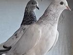 খাকি কবুতর জোড়া