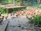 খাকি কেম্বেল হাঁস