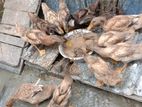 খাকি কেম্বল হাস