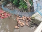খাকি ক্যাম্বেল হাঁস ওরজিনাল