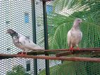 খাকি নর,সবুজ গলা মাদি