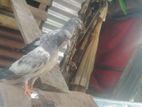 এক জোরা কবুতর