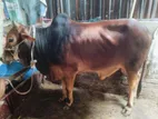 খামার উপযোগী ষাঁড় গরু