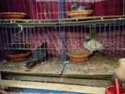 খামারের সব কবুতর সেল দিবো।