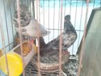 খাঁচা সহ চার জোড়া রানিং কবুতর বিক্রি করব