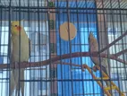 খাঁচা সহ এক জোড়া ককাটেল পাখি