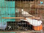 খাঁচাসহ রানিং সাদা ঘুঘু