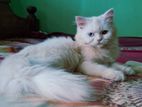 খাঁটি পার্সিয়ান বিড়াল