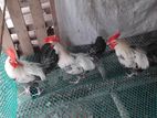 ফাউমি মোরগ বিক্রি হবে।।