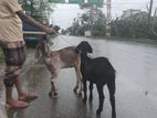 খাশি বিক্রি করবো