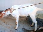 খাসি ছাগল।