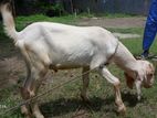 খাসি for sale