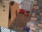 Khacha And Breeding Box