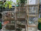 Khacha For Sale