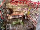 khacha soho 5 ta Budgerigar pakhi for sell