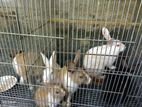 Rabbit for sale
