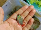 খোইলসা/dwarf gourami