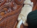 Khorgos Holland Lop