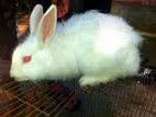 Rabbit For Sale
