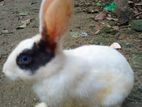 Rabbit for sell