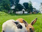 খরগোশ বিক্রি করা হবে