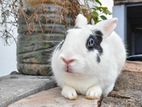 খরগোশ বিক্রয় হবে। Rabbit sale