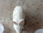 খরগোশ বিক্রি