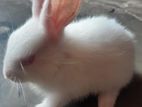 Rabbit for sell