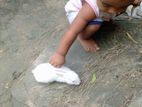 খরগোশ