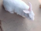 খরগোশ