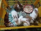 খরগোশ
