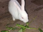 খরগোশ for Sale