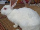 Rabbit for sale