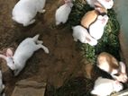 খরগোশ (Rabbit) বিক্রয়