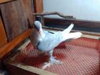 Bird For Sale
