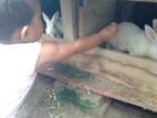 খরগোশের বাচ্চা