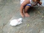 খরগোশের বাচ্চা