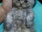 Pure Persian Kitten