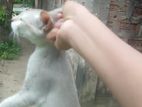 Cat For Sell