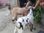 খুব ভালো জাতের ছাগল