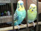 Budgerigar bird