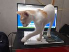 Cat for sale