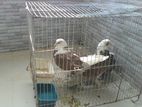 Birds For Sell