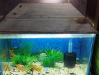 Aqurium with fish for sell