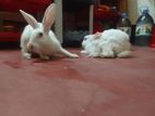 Rabbit sell