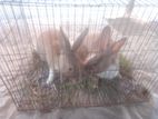 Rabbit for sale
