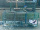Cage for sale