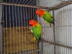 Bird For Sell